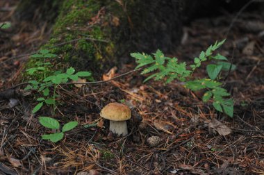Boletus orman