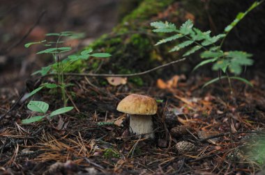 Boletus orman