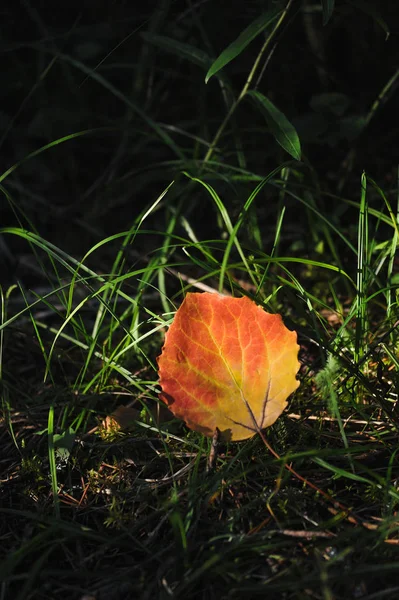 미루나무 잎을 닫습니다.. — 스톡 사진