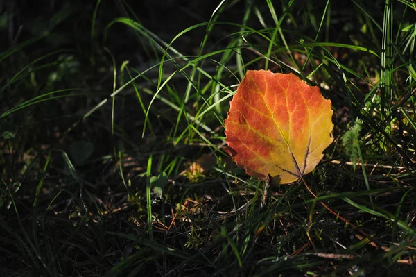 Aspen leaf close up. — Stock Photo, Image