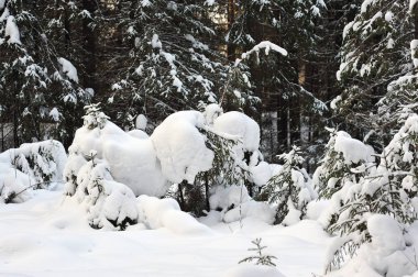 Kışlık ormandaki ağaçlar büyük kar kapaklar ile kaplı.