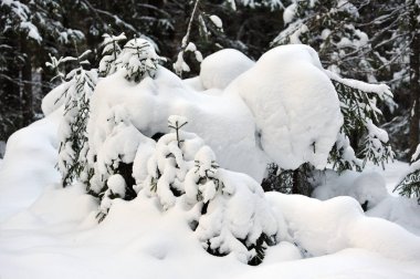 Kışlık ormandaki ağaçlar büyük kar kapaklar ile kaplı.