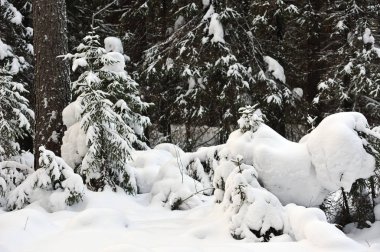 Kışlık ormandaki ağaçlar büyük kar kapaklar ile kaplı.
