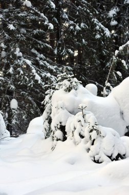 Kışlık ormandaki ağaçlar büyük kar kapaklar ile kaplı.