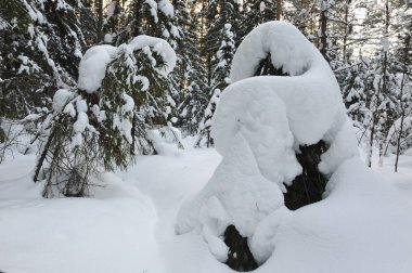 Kışlık ormandaki ağaçlar büyük kar kapaklar ile kaplı.