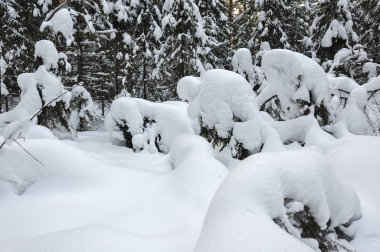 Kışlık ormandaki ağaçlar büyük kar kapaklar ile kaplı.