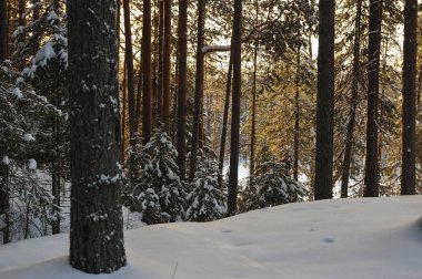 Güneş parlamayı kışlık karla kaplı orman manzaralı peyzaj