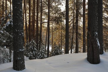 Güneş parlamayı kışlık karla kaplı orman manzaralı peyzaj