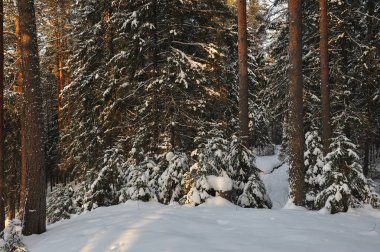 Güneş parlamayı kışlık karla kaplı orman manzaralı peyzaj