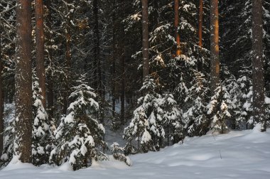 Güneş parlamayı kışlık karla kaplı orman manzaralı peyzaj