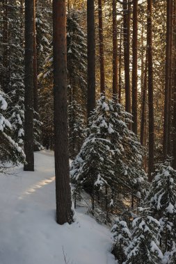 Güneş parlamayı kışlık karla kaplı orman manzaralı peyzaj