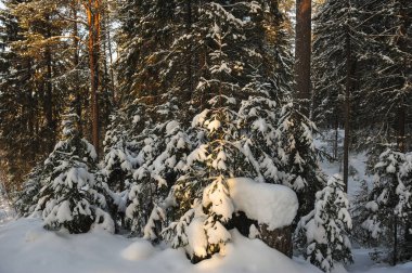 Kışlık ormandaki ağaçlar büyük kar kapaklar ile kaplı.