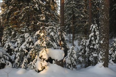 Kışlık ormandaki ağaçlar büyük kar kapaklar ile kaplı.