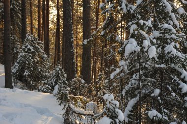 Güneş parlamayı kışlık karla kaplı orman manzaralı peyzaj