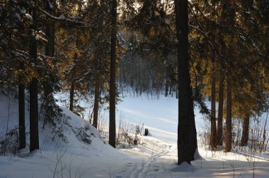 Güneş parlamayı kışlık karla kaplı orman manzaralı peyzaj