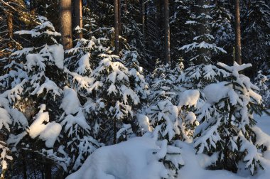 Güneş parlamayı kışlık karla kaplı orman manzaralı peyzaj