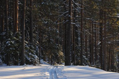 Güneş parlamayı kışlık karla kaplı orman manzaralı peyzaj
