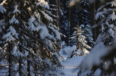 Güneş parlamayı kışlık karla kaplı orman manzaralı peyzaj