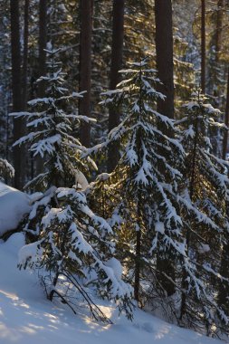 Güneş parlamayı kışlık karla kaplı orman manzaralı peyzaj