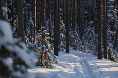 Güneş parlamayı kışlık karla kaplı orman manzaralı peyzaj
