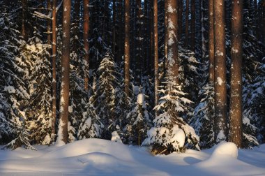 Güneş parlamayı kışlık karla kaplı orman manzaralı peyzaj