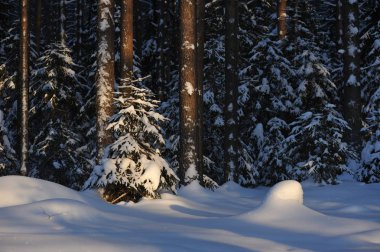 Güneş parlamayı kışlık karla kaplı orman manzaralı peyzaj