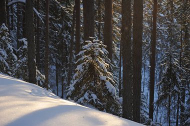 Güneş parlamayı kışlık karla kaplı orman manzaralı peyzaj