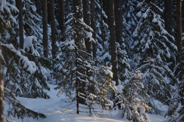 Güneş parlamayı kışlık karla kaplı orman manzaralı peyzaj