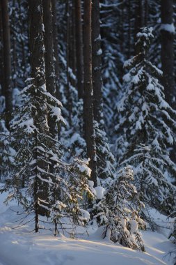 Güneş parlamayı kışlık karla kaplı orman manzaralı peyzaj