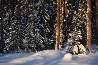 Güneş parlamayı kışlık karla kaplı orman manzaralı peyzaj