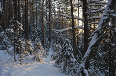 Güneş parlamayı kışlık karla kaplı orman manzaralı peyzaj