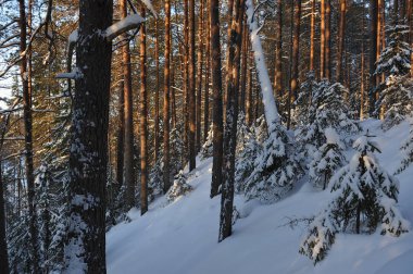 Güneş parlamayı kışlık karla kaplı orman manzaralı peyzaj