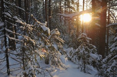 Güneş parlamayı kışlık karla kaplı orman manzaralı peyzaj