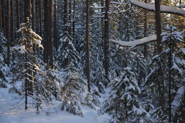 Güneş parlamayı kışlık karla kaplı orman manzaralı peyzaj