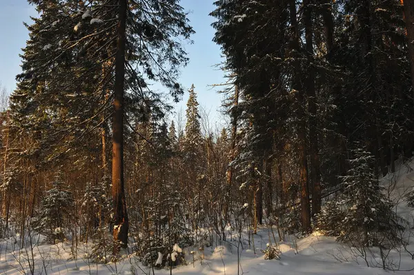 Paisaje Del Bosque Cubierto Nieve Invernal Con Resplandor Solar — Foto de Stock