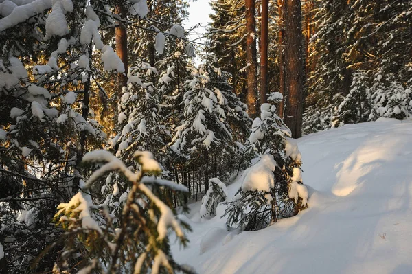 Пейзаж Зимой Покрытый Снегом Вид Лес Солнечным Светом — стоковое фото