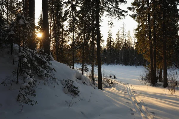 Bosque invernal . — Foto de Stock