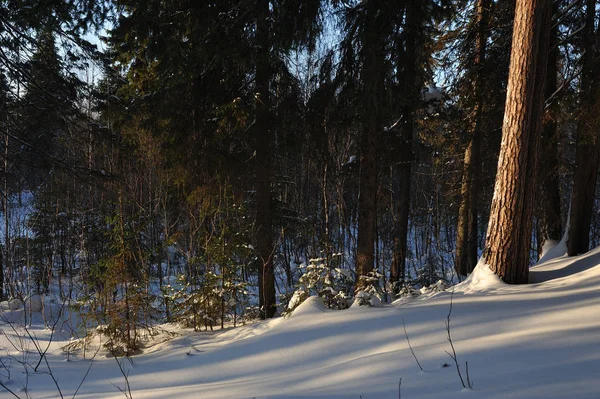 Winterlicher Wald. — Stockfoto