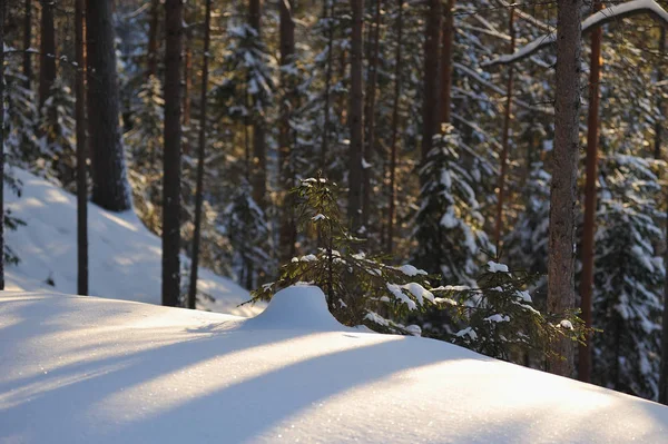 Güneş parlamayı kışlık karla kaplı orman manzaralı peyzaj