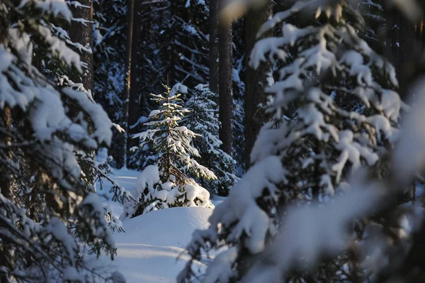 Зимний лес . — стоковое фото