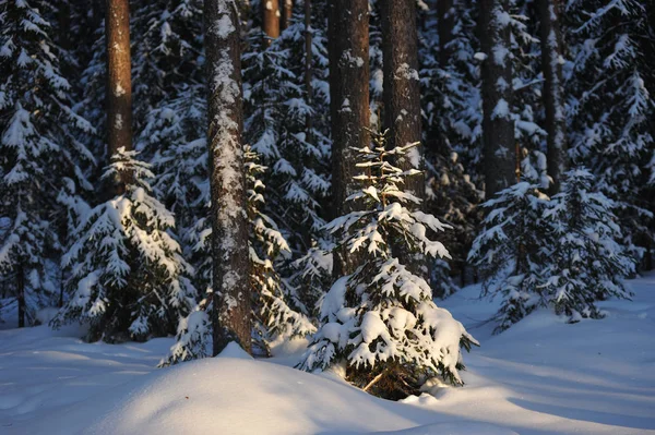Güneş parlamayı kışlık karla kaplı orman manzaralı peyzaj