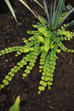 Creeping jenny 
