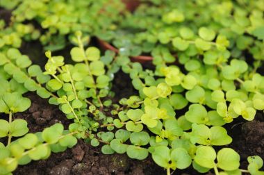 Creeping jenny 
