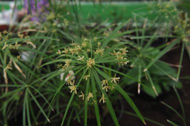 tsiperus çiçeği sera içinde fotoğraf kapatmak.