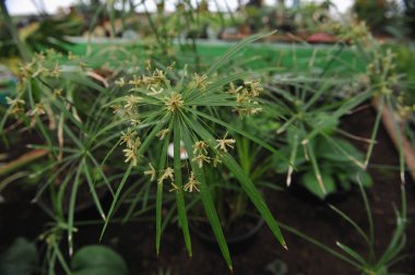 tsiperus çiçeği sera içinde fotoğraf kapatmak.