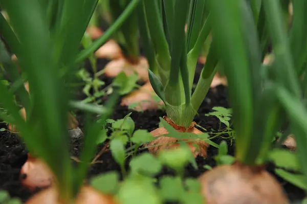 Cebolla — Foto de Stock