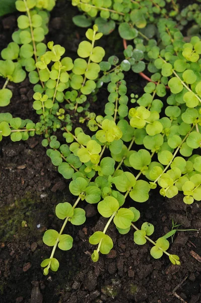 Creeping jenny — Stock Photo, Image