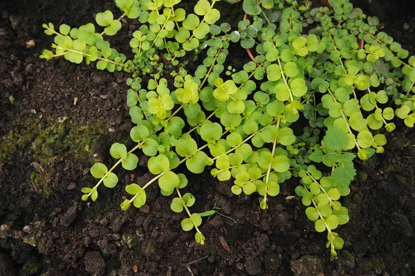 Creeping jenny — Stock Photo, Image