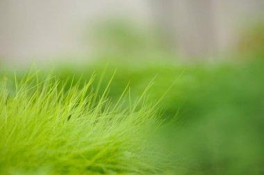 Taze yeşil Pampa otu vuruyor. Cortaderia gümüş.