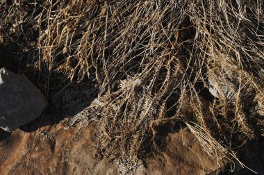 Kurutulmuş ot ve taşlar. Yakın çekim.